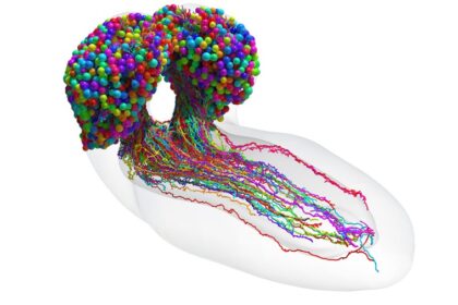 Revelado el primer mapa completo del cerebro de un insecto, neurona a neurona