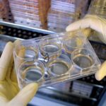 Regeneración Acelerada: La IA Revoluciona la Medicina del Futuro